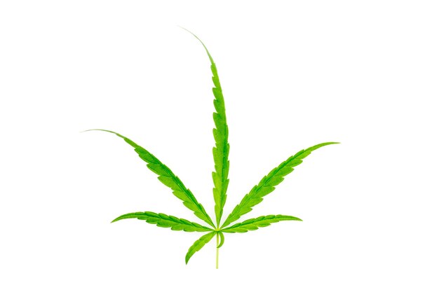 Marijuana leaves on white background