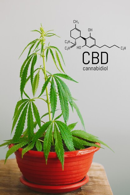 Marijuana leaves with CBD chemical structure, CBD cannabis formula