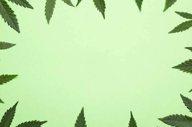 Marijuana leaves with green background space for text