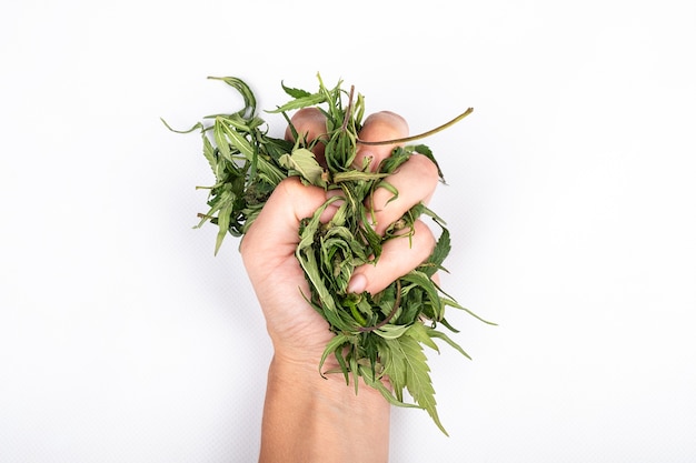 Marijuana leaves in woman hand on white background cannabis legalization symbol