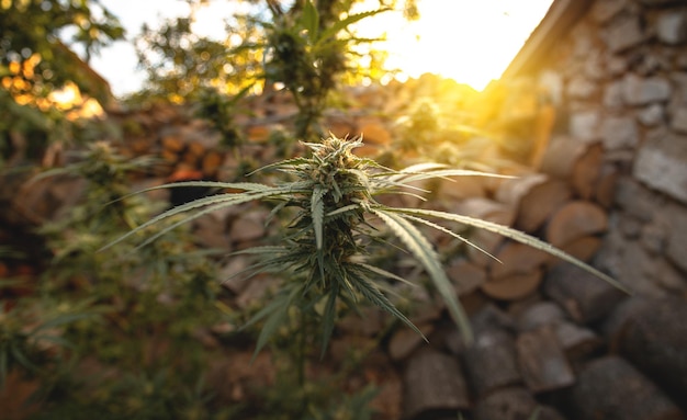 Foto pianta di marijuana nelle fasi finali della fioritura all'aperto raccolta un germoglio su una pianta di cannabis