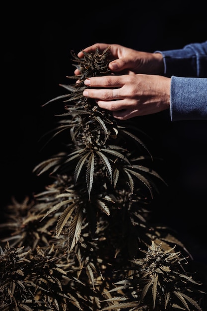 Foto pianta e mano di marijuana