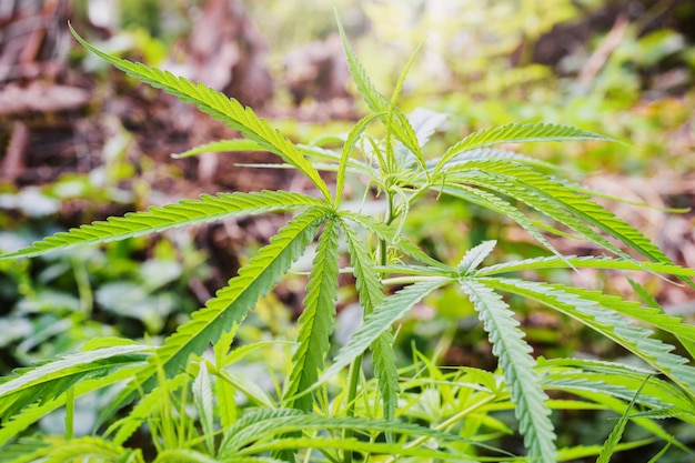 Marijuana plant in home garden,Medical the Cannabis sativa plant.