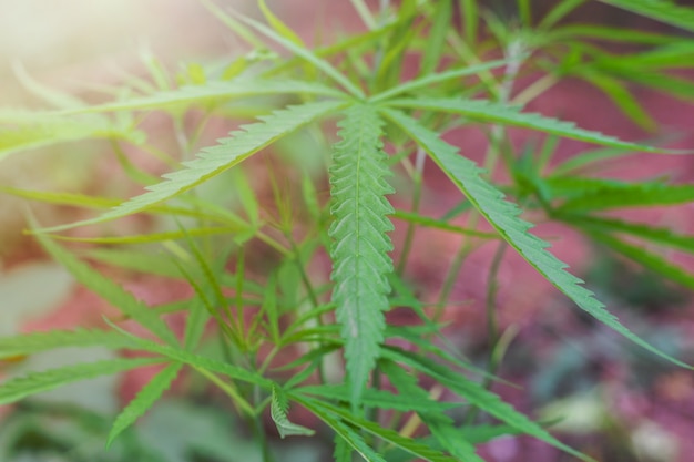 Marijuana plant in home garden