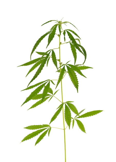 白い背景で隔離のマリファナ植物。麻の葉をクローズアップ。大麻緑の葉。