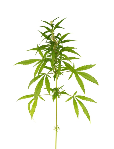 Marijuana plant isolated on white background. Hemp leaf close up. Cannabis green leaf.