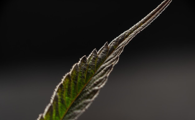 マリファナの植物の葉の背景