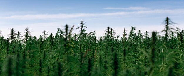 Marijuana plant at outdoor cannabis farm field