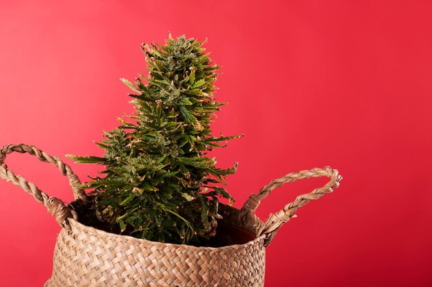 Marijuana plant on red background