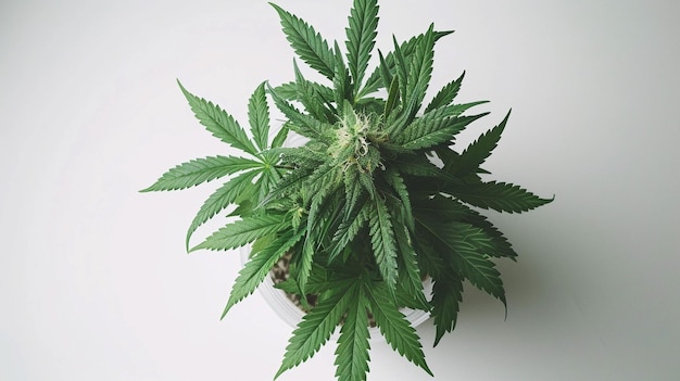 marijuana plant