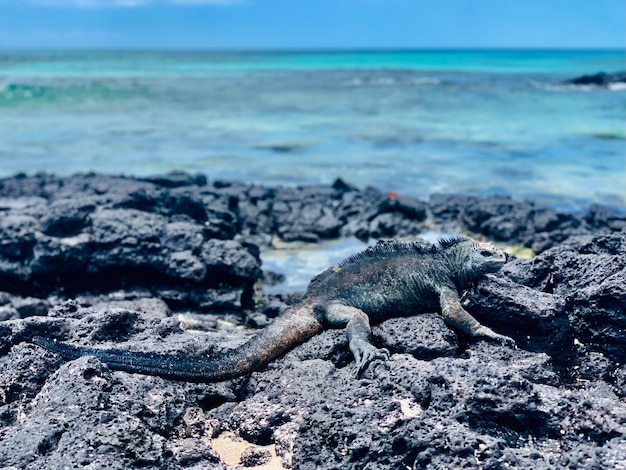 Marina iguana resting on the volcanic rocks shore