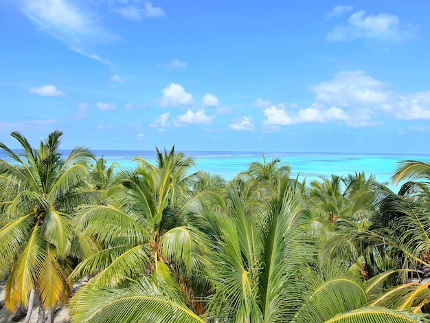 Marine aerial tropical ocean water and palms view