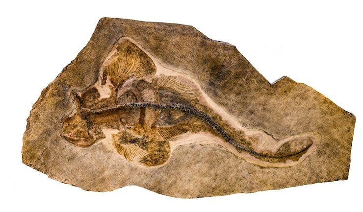 Photo marine animal pseudorhina alifera fossil or prehistoric shark fish impint in stone isolated on a