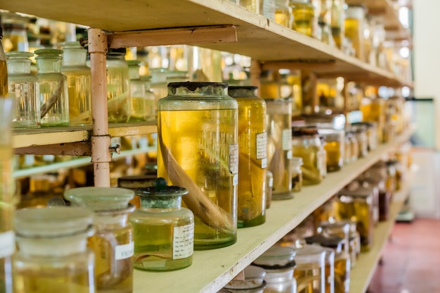 Marine animals preserved in alcohol glass tubes