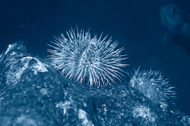 海洋動物の水中写真