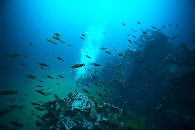 marine animals underwater photo