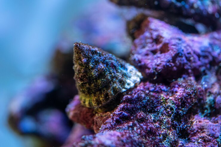 Photo 海洋水族館サンゴ礁