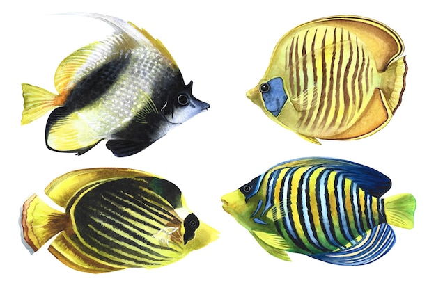 海洋サンゴ魚セット 水彩手描きイラスト
