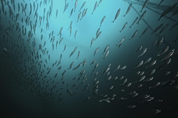 海洋生態系水中ビュー/海の青い海の野生の自然、抽象的な背景