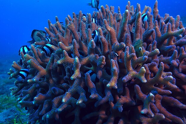 marine ecosystem underwater view / blue ocean wild nature in the sea, abstract background