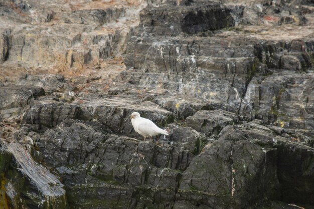 Photo marine fauna in the beagle channel ushuaia argentina