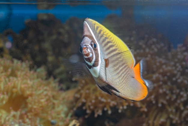 Marine fish and beautiful corals