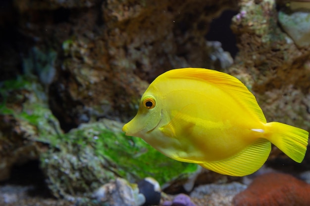 Marine Fish in reef aquarium and live rock