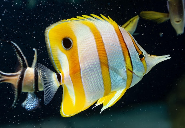 サンゴ礁水族館の海水魚とライブロック