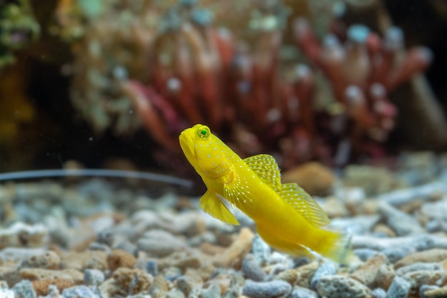 Photo marine fishes with beautiful corals