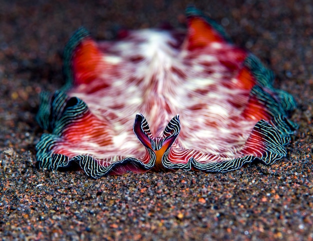 Photo a marine flatworm  underwater macro world of ali