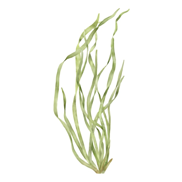 海底の緑の藻類 デジタル水彩画 白い背景に散らばった藻類の茂み 海底の植物の要素