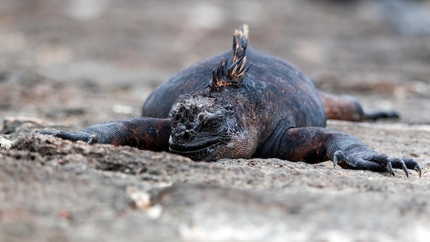 写真 ウミイグアナ、amblyrhynchus cristatus、ガラパゴス