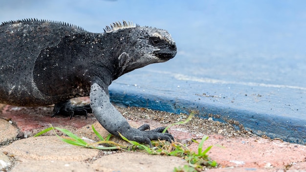 写真 ウミイグアナ、amblyrhynchus cristatus、ガラパゴス