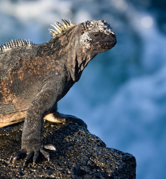 ウミイグアナ ガラパゴス諸島