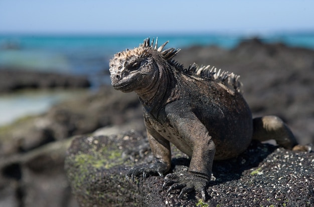 Marine iguana is sitting on the rocks