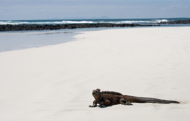 Marine iguana is sitting on the white sand