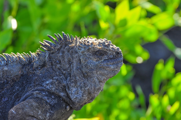 Marine iguana in natural environment