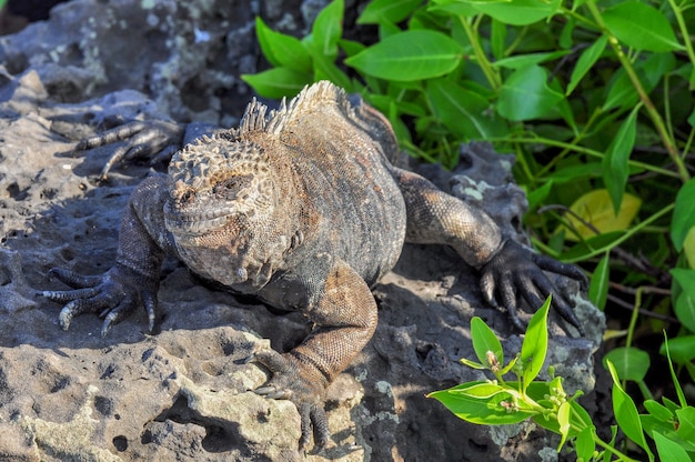 Marine iguana in natural environment