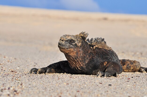 Marine iguana in natural environment