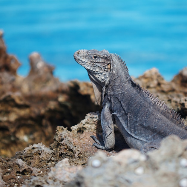 Marine iguana on a rock close up