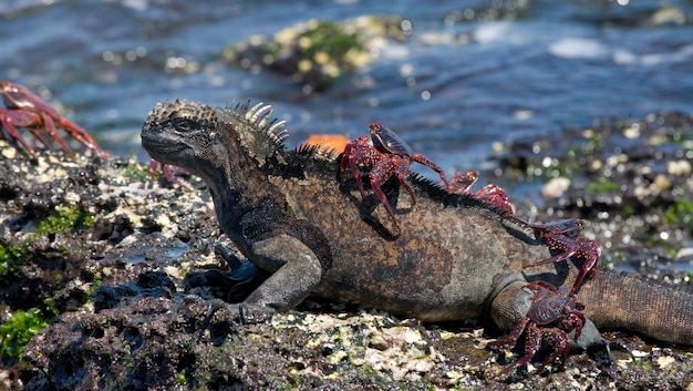 Marine iguana with a red crab on its back is sitting on a stone
