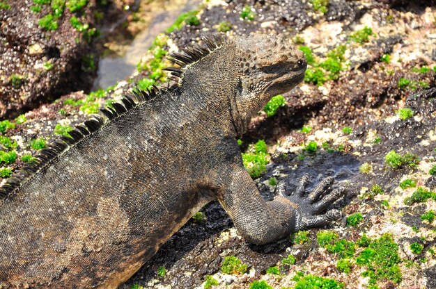 Marine Iguana