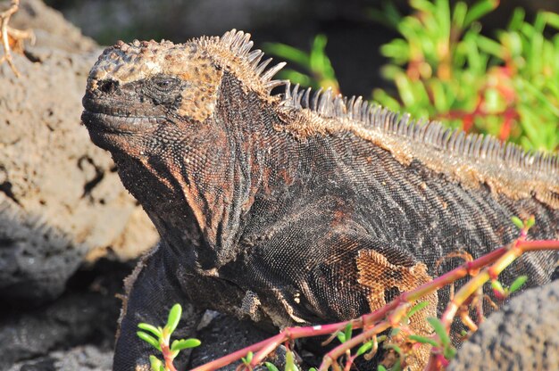 Photo marine iguana