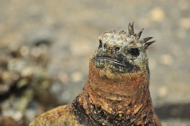 Marine Iguana