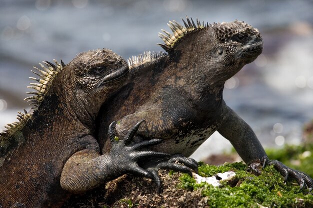 Marine iguanas are sitting on the rocks against the backdrop of the sea