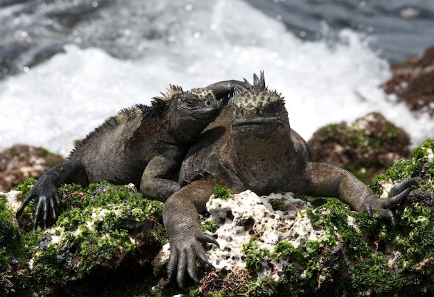 Marine iguanas are sitting on the rocks against the backdrop of the sea