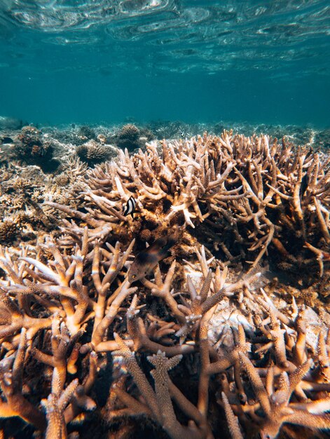 Marine invertebrates in port louis