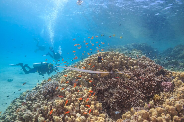 紅海の珊瑚の近くの海洋生物