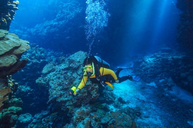 Marine Life in the Red Sea