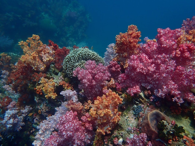 Foto vita marina sotto l'acqua di mare